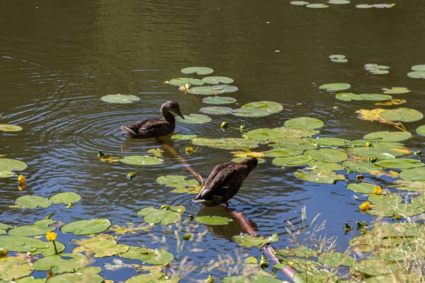 Två Ankor Som Simmar Damm Nära Näckrosor Nymphaea — Stockfoto