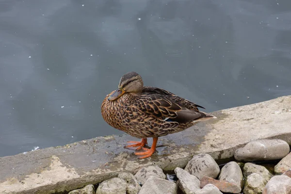 Graue Ente Pazifische Schwarze Ente Bleibt Auf Einem Stein Wasser — Stockfoto