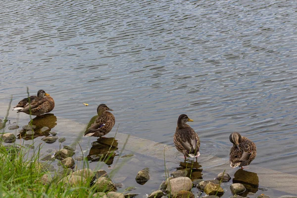 Group Grey Ducks Pacific Black Duck Sitting Row Embankment Pond — Stock Photo, Image