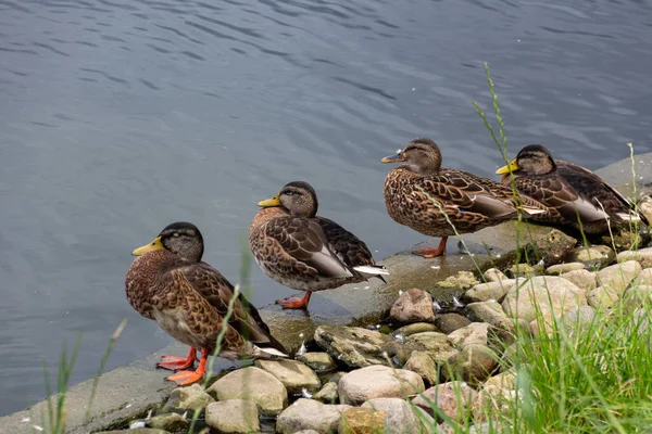 Groupe Canards Gris Canard Noir Pacifique Assis Rangée Sur Remblai — Photo