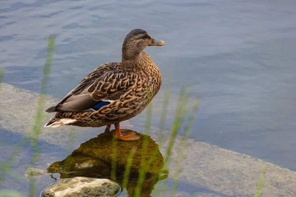 Canard Gris Canard Noir Pacifique Restant Sur Une Pierre Dans — Photo