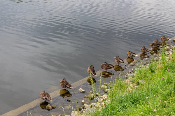 Grupo Patos Cinzentos Pato Negro Pacífico Sentados Uma Fileira Aterro — Fotografia de Stock