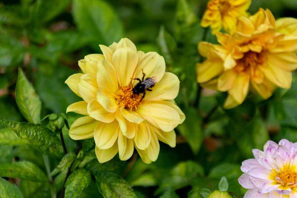 Biene Auf Einer Blühenden Gelben Gartendahlie Dahlia Pinnata Garten — Stockfoto