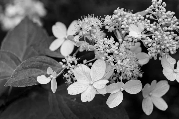 Kvetoucí Dubové Květy Hortenzie Hydrangea Quercifolia Zahradě Černobílá Fotografie — Stock fotografie