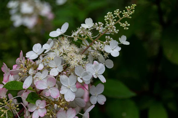 Kvetoucí Dubové Květy Hortenzie Hydrangea Quercifolia Zahradě Černobílá Fotografie — Stock fotografie