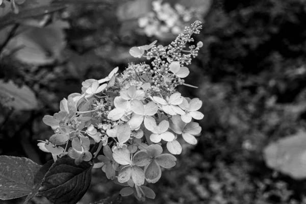 Fioritura Ortensia Quercia Hydrangea Quercifolia Fiori Giardino Foto Bianco Nero — Foto Stock