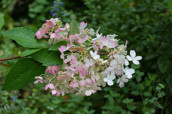 Blommande Eklöv Hortensia Hortensia Quercifolia Blommor Trädgården Svart Och Vitt — Stockfoto