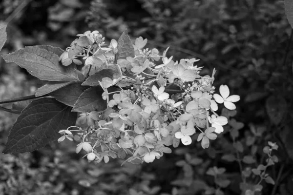 Fioritura Ortensia Quercia Hydrangea Quercifolia Fiori Giardino Foto Bianco Nero — Foto Stock