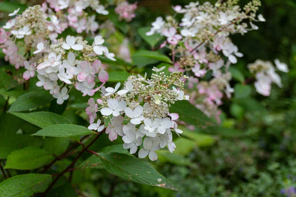 Hortensia Floreciente Hoja Roble Hydrangea Quercifolia Flores Jardín Foto Blanco — Foto de Stock