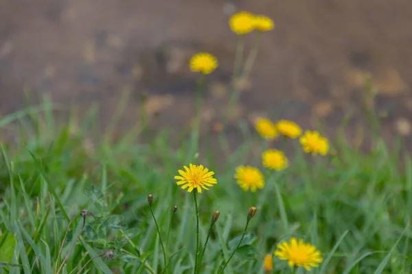 Floração Amarelo Dandelion Taraxacum Flores Prado Perto Lagoa — Fotografia de Stock