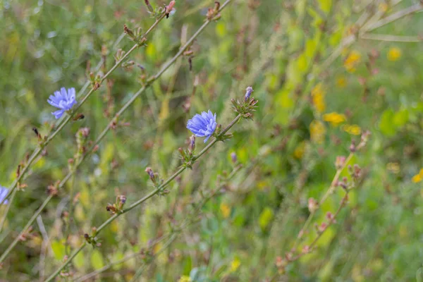 Yaygın Hindiba Cichorium Intybus Çiçekleri Yaz Boyunca Bir Çayırda Çiçek — Stok fotoğraf