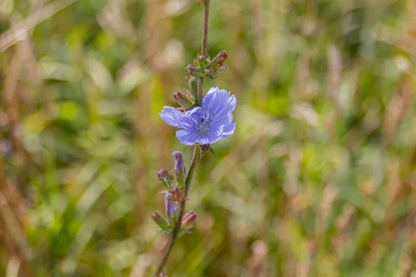 Cicoria Comune Cichorium Intybus Fiori Che Fioriscono Prato Durante Estate — Foto Stock