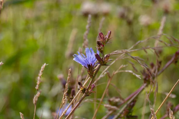 Yaygın hindiba (Cichorium intybus) çiçekleri yaz boyunca bir çayırda çiçek açar