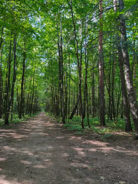 Yaz boyunca ormanda boş bir patika.