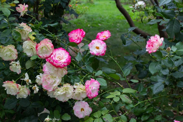 Цветущая Бенгальская Роза Rosa Chinensis Саду — стоковое фото