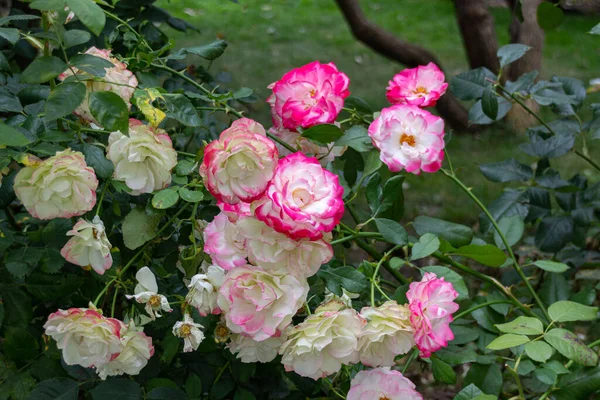 Ανθισμένο Τριαντάφυλλο Της Βεγγάλης Rosa Chinensis Έναν Κήπο — Φωτογραφία Αρχείου