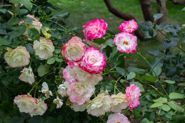 Цветущая Бенгальская Роза Rosa Chinensis Саду — стоковое фото