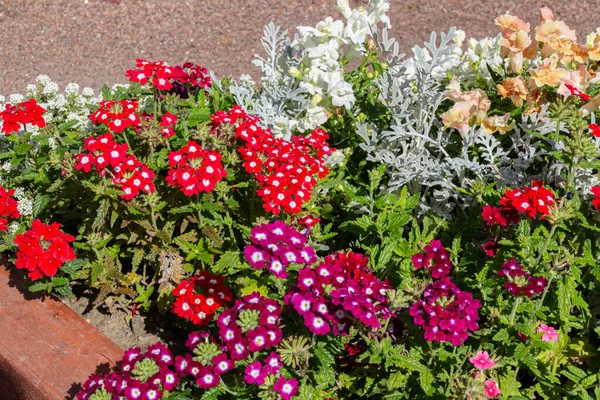 Çiçek tarlasında çiçek açan mine çiçeği.