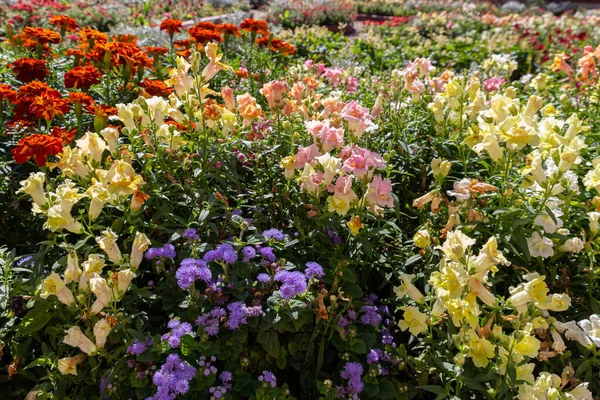 Floração Verbena Snapdragon Bluemink Flores Calêndulas Mexicanas Canteiro Flores — Fotografia de Stock