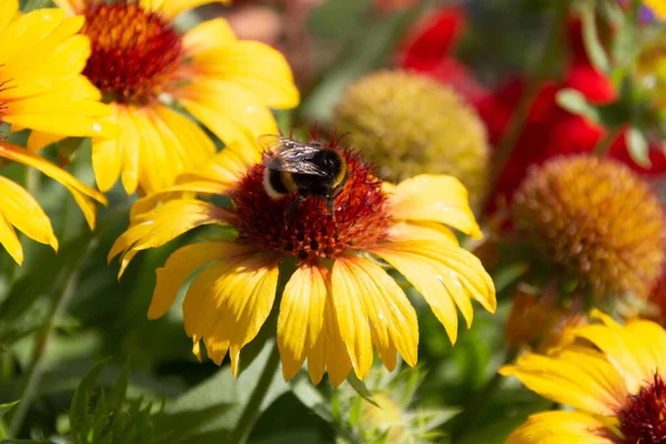 Hummeln Sammeln Auf Gelben Blüten Der Gemeinen Wolldecke Gaillardia Aristata — Stockfoto