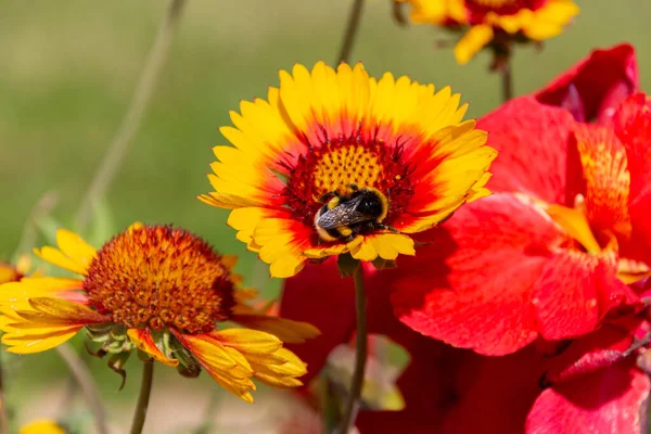 Hommel Verzamelen Gele Gewone Deken Bloem Gaillardia Aristata Bloemen Tuin — Stockfoto