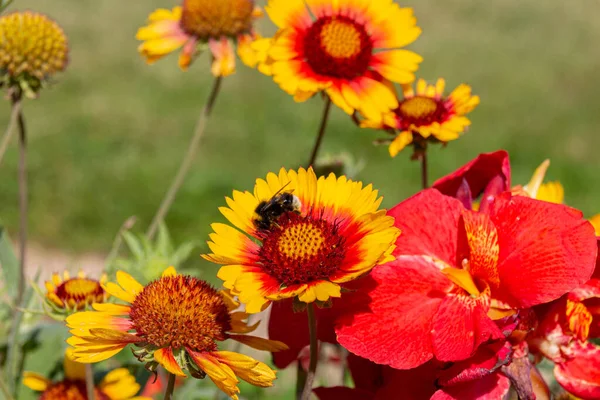 Bumblebee bahçede sarı battaniye çiçeği (Gaillardia aristata) toplamaktadır.