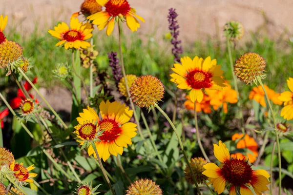 Blühende Gelbe Gemeine Deckenblume Gaillardia Aristata Blüht Garten — Stockfoto