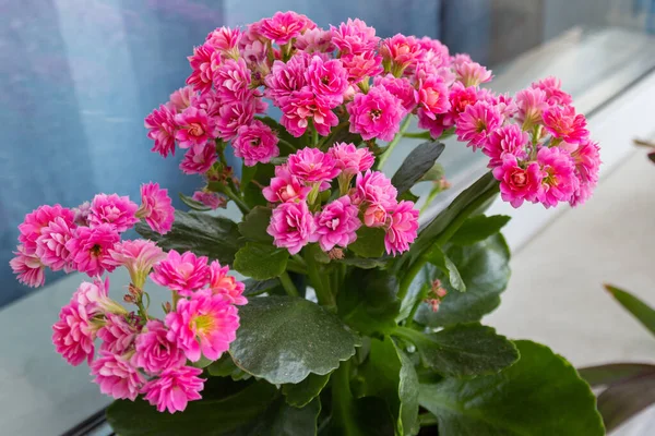 Bloeiende Roze Kalanchoë Bloemen Een Lichte Achtergrond Close Foto Stockfoto