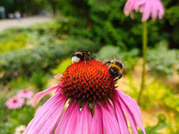 庭のエキナセアの花を咲かせる2つのバンブルビー ストックフォト