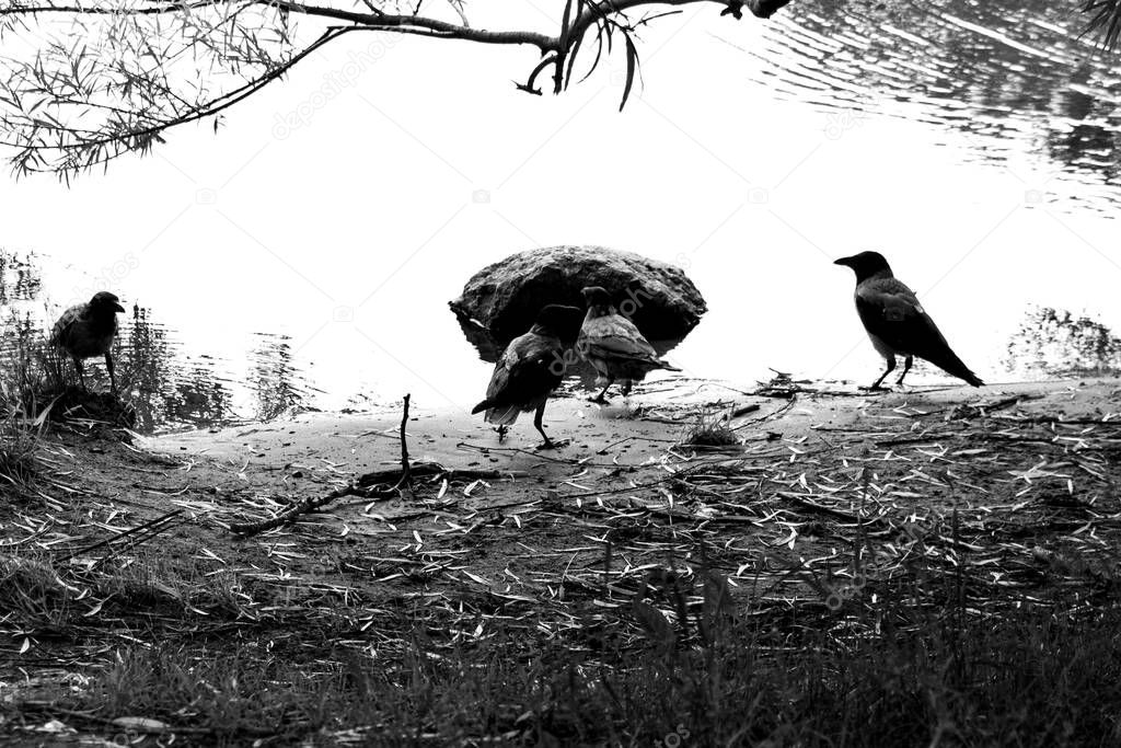 Group of ravens (Corvus cornix) near the pond, black and white photo