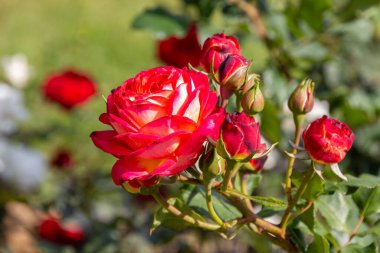 Bahçede çiçek açan Bengal gülü (Rosa chinensis)