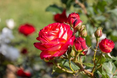 Bahçede çiçek açan Bengal gülü (Rosa chinensis)