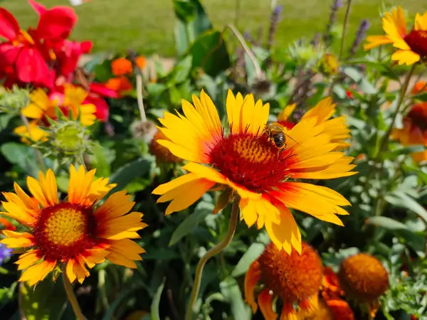 Wespen Fressen Nektar Auf Gelben Blüten Der Gemeinen Wolldecke Gaillardia — Stockfoto