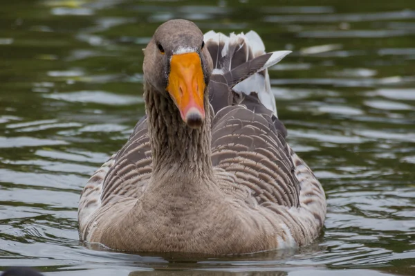 Gås — Stockfoto