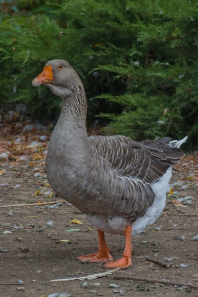 Domestic goose in the park — Stock Photo, Image