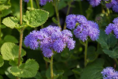 Ageratum çiçek bahçesi