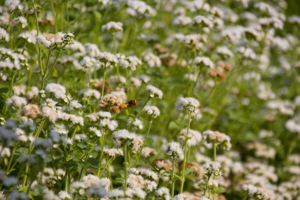 Bumblebee vicino a fiori di ageratum — Foto Stock