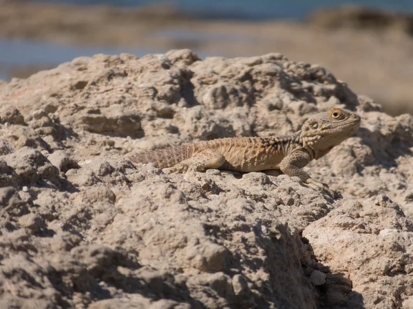 Ящірка на кіпрському пляжі — стокове фото