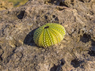 Sahildeki deniz kestanesi