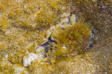 Deniz actinia su altında