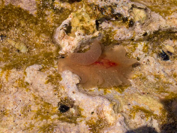 海底生物 — 图库照片