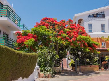 Kıbrıs 'ta Kraliyet Poinciana ağacı.