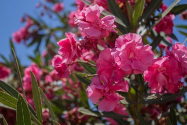 Neryum çiçeği, Kıbrıs