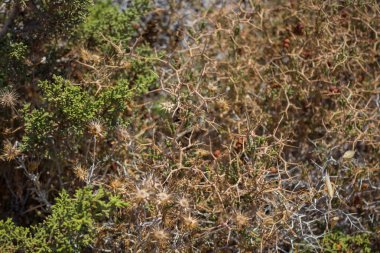 Cape Greco Parkı 'nda Akdeniz bitkileri.
