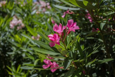 Neryum çiçeği, Kıbrıs