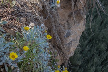 Sarı Akdeniz çiçeği