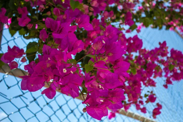 Bougainvillea blommor i parken. — Stockfoto