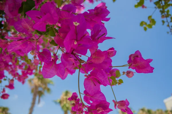 Bougainvillea blommor i parken. — Stockfoto