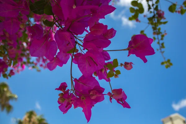 Bougainvillea blommor i parken. — Stockfoto