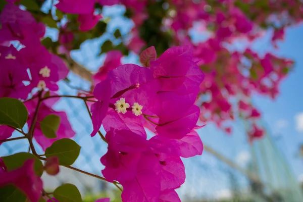 Bougainvillea blommor i parken. — Stockfoto